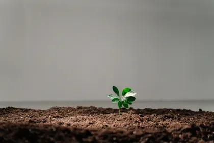 A small green seedling emerging from dark soil